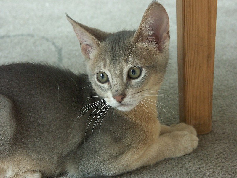 Abyssinian