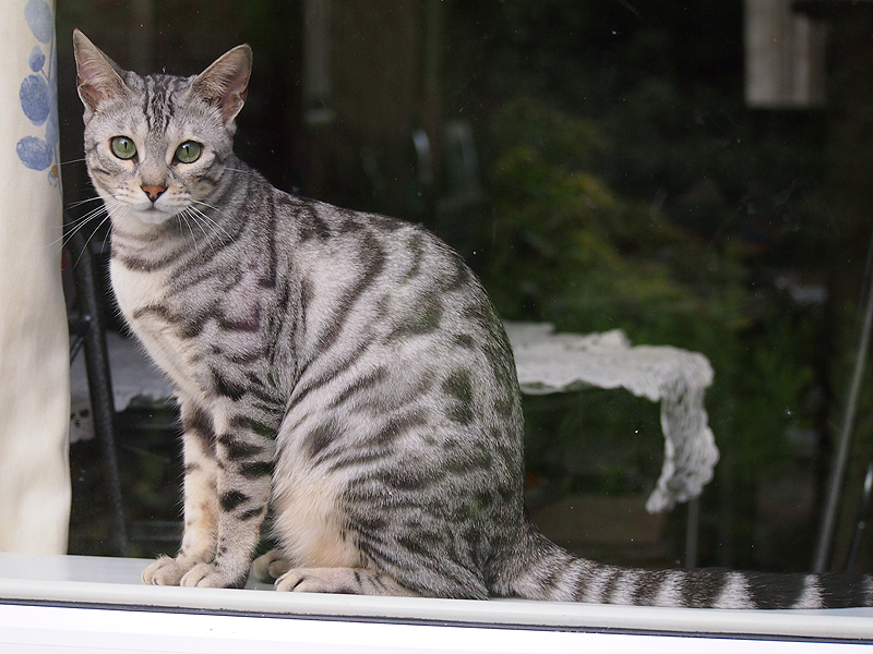 Bengal