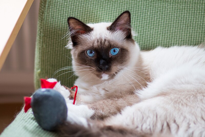 Birman