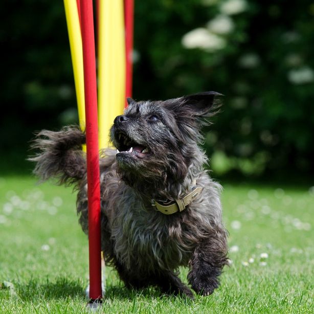 Affenpinscher