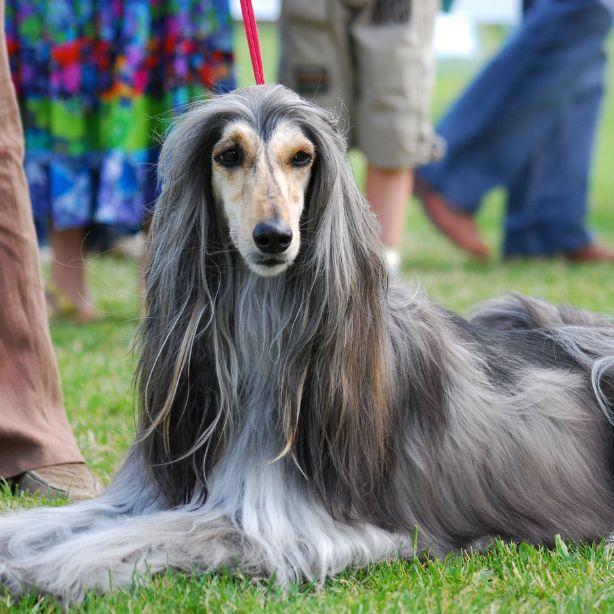 Afghan Hound