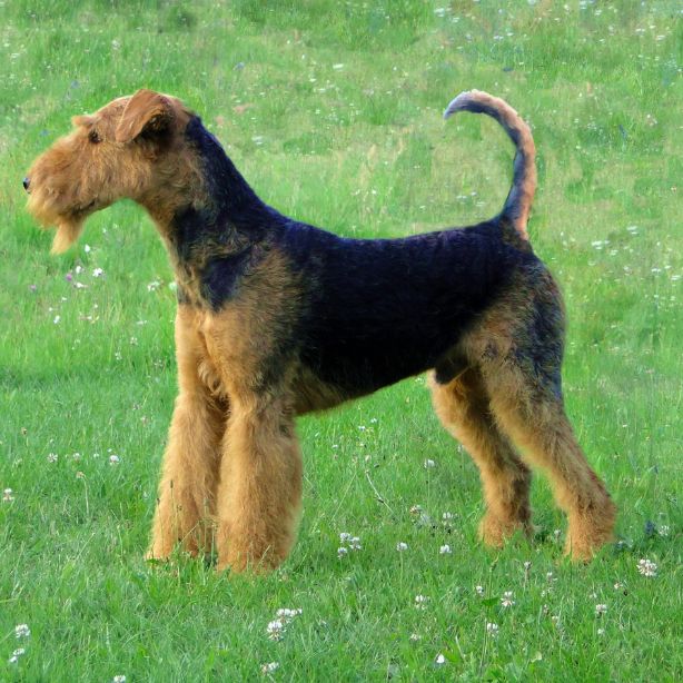 Airedale Terrier