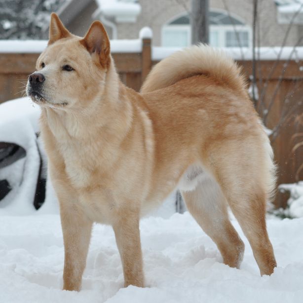 Akita Chow