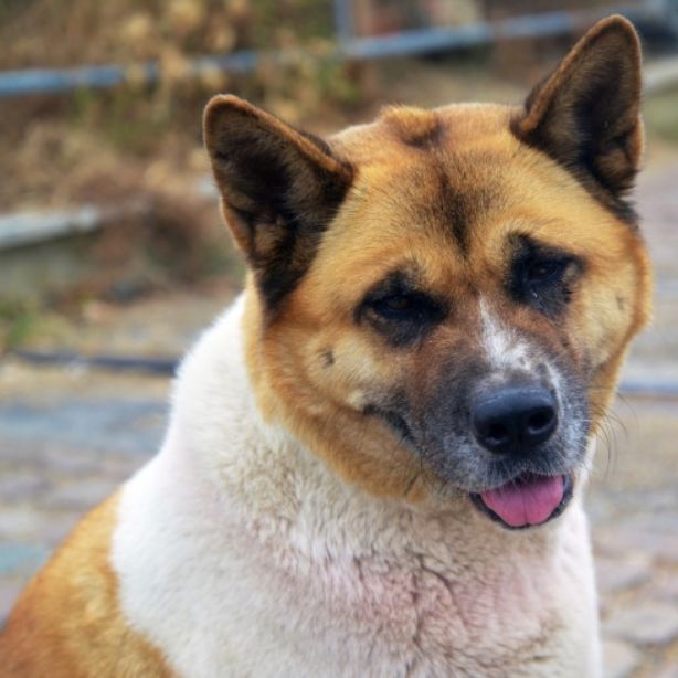 Akita Shepherd