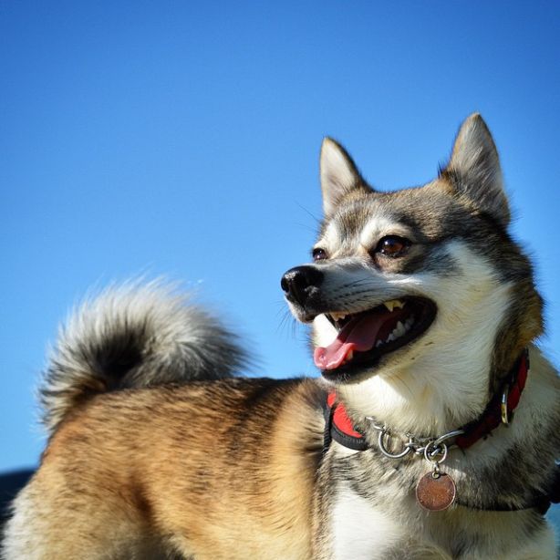 Alaskan Klee Kai