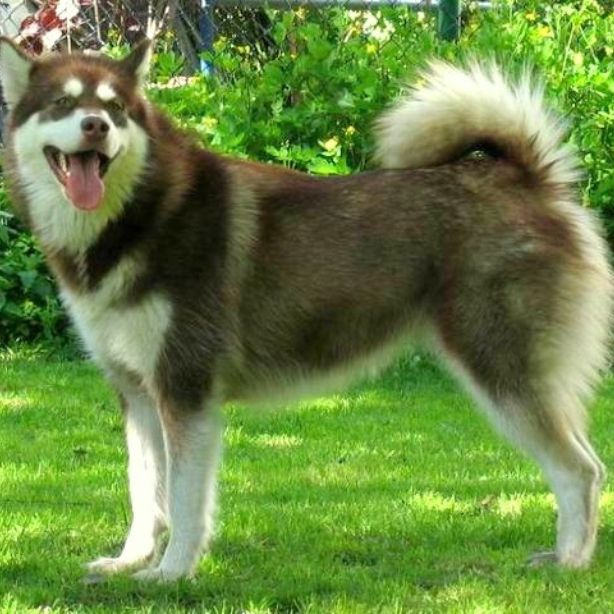 Alaskan Malamute