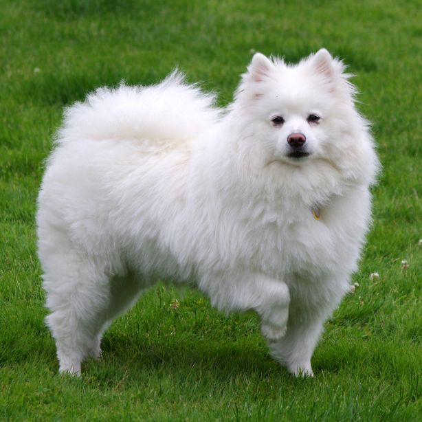 American Eskimo Dog