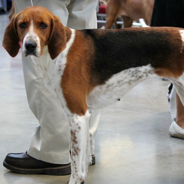 American Foxhound