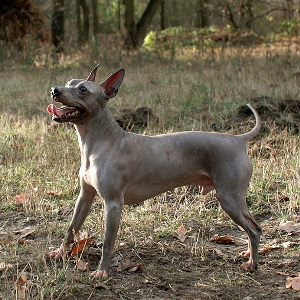 American Hairless Terrier