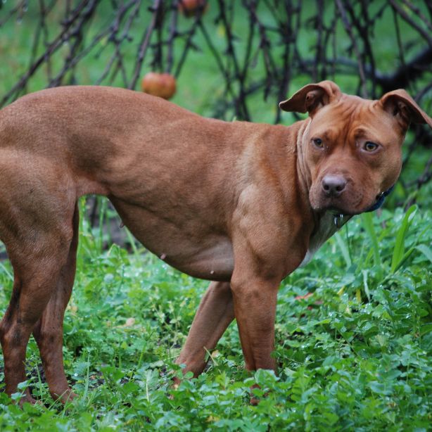 American Pit Bull Terrier