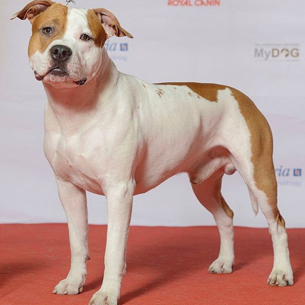 American Staffordshire Terrier