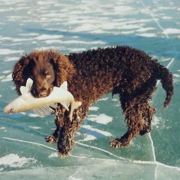 American Water Spaniel