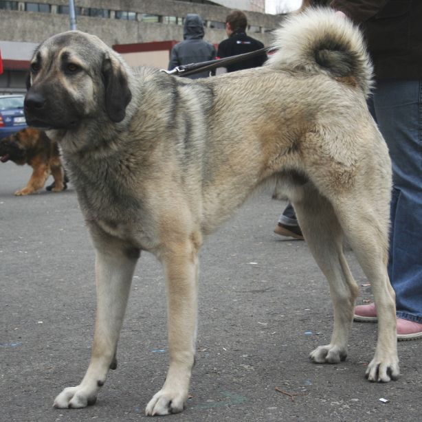 Anatolian Shepherd Dog