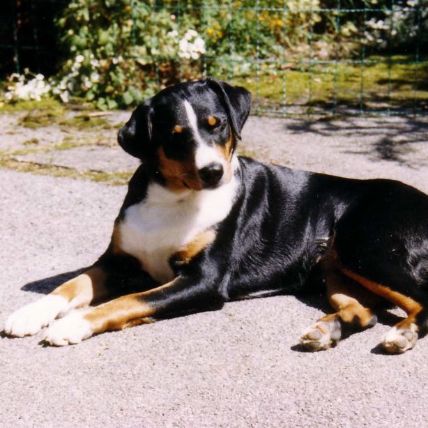 Appenzeller Sennenhunde