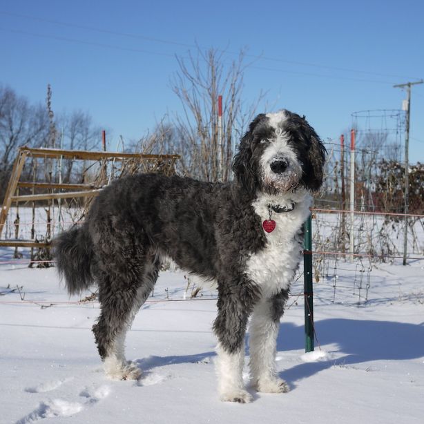 Aussiedoodle