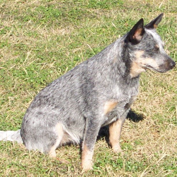 Australian Cattle Dog