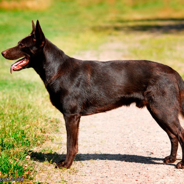 Australian Kelpie