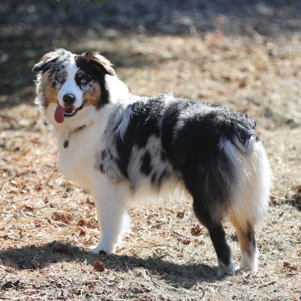 Australian Shepherd