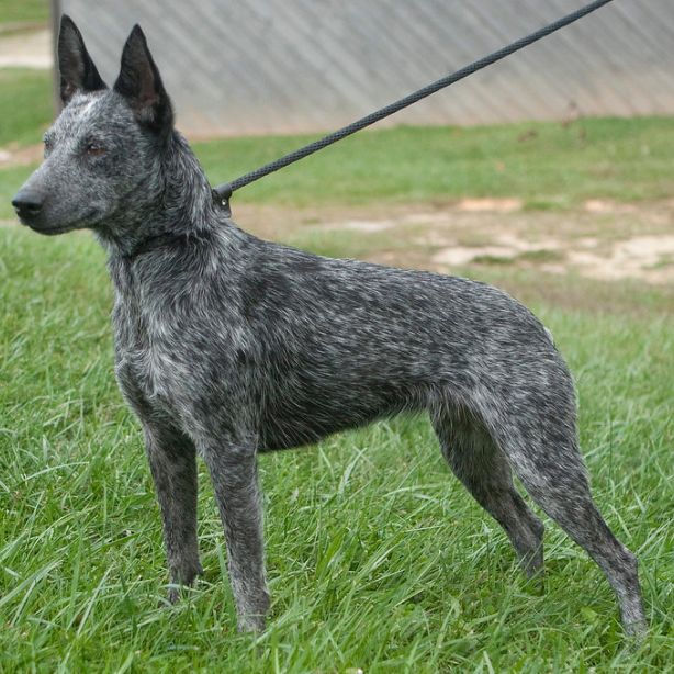 Australian Stumpy Tail Cattle Dog