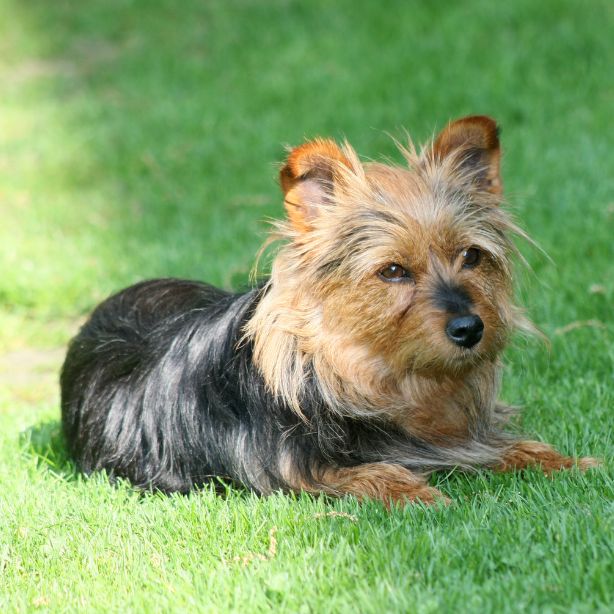 Australian Terrier