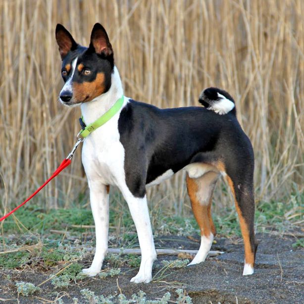 Basenji