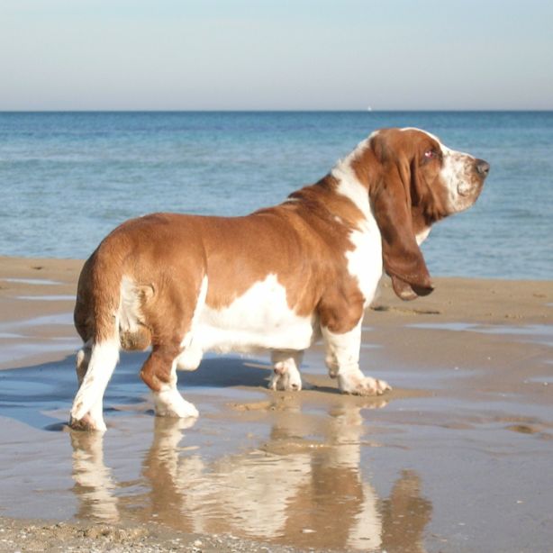 Basset Hound