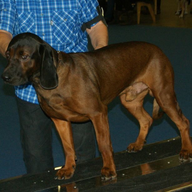 Bavarian Mountain Scent Hound