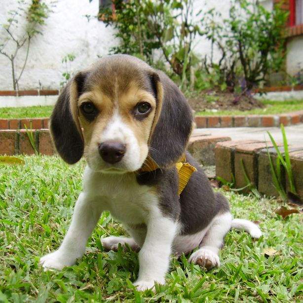 Beagle