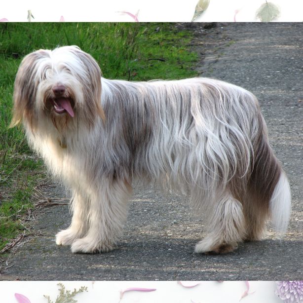 Bearded Collie