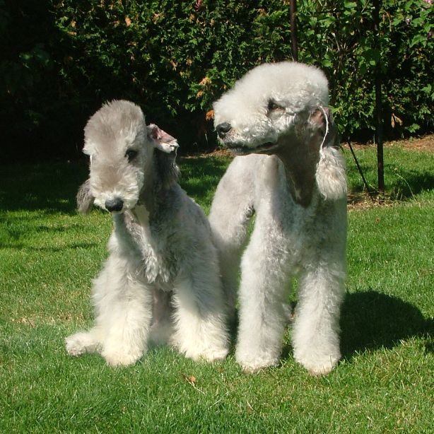 Bedlington Terrier