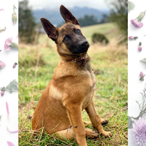 Belgian Malinois