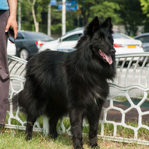 Belgian Sheepdog