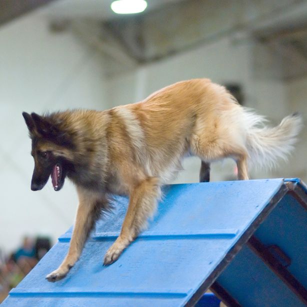 Belgian Tervuren