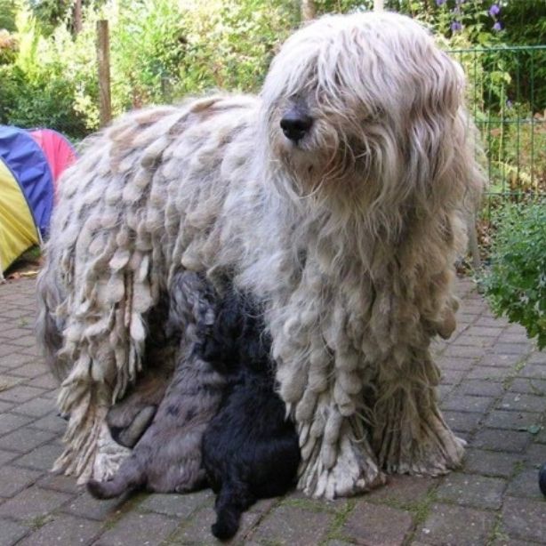 Bergamasco Sheepdog