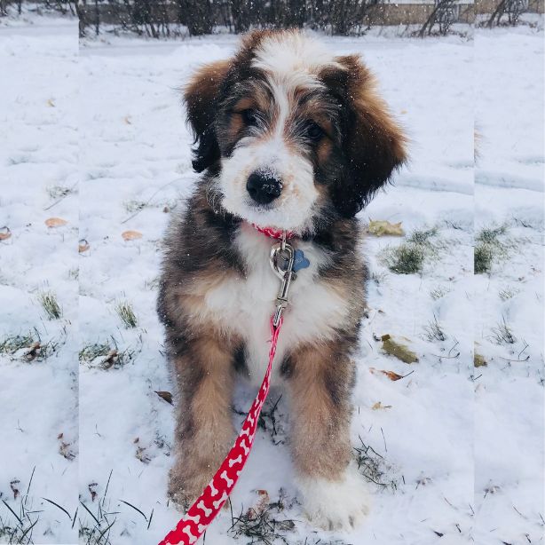 Bernedoodle