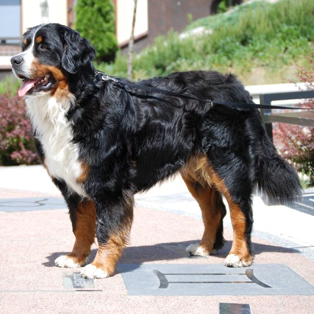 Bernese Mountain Dog