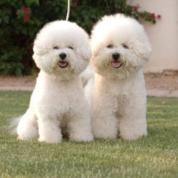 Bichon Frise