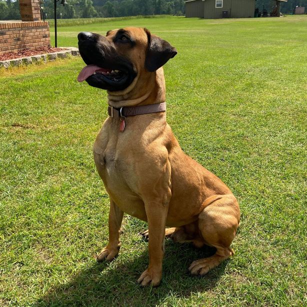 Black Mouth Cur