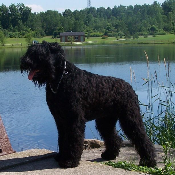 Black Russian Terrier