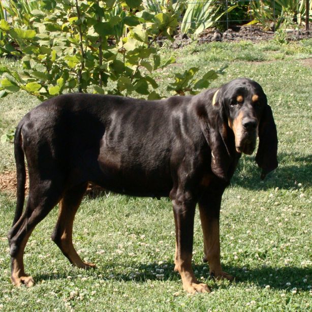 Black and Tan Coonhound