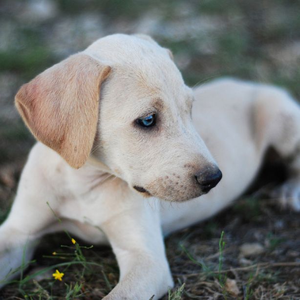 Blue Lacy