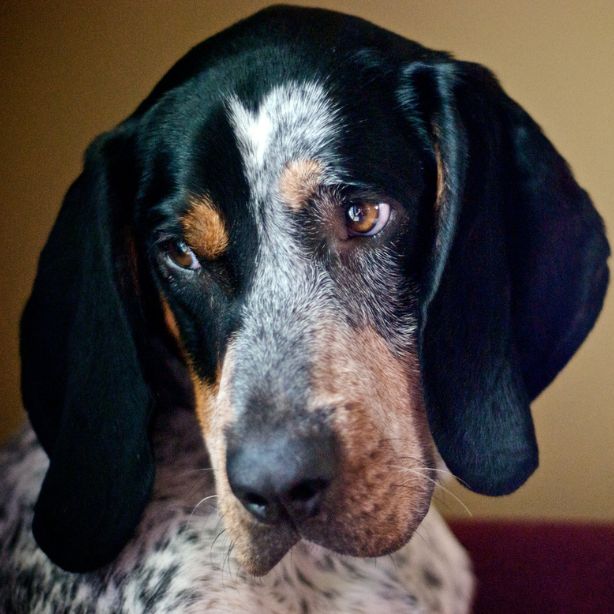 Bluetick Coonhound