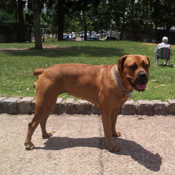 Boerboel