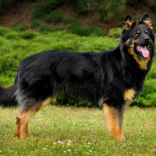 Bohemian Shepherd