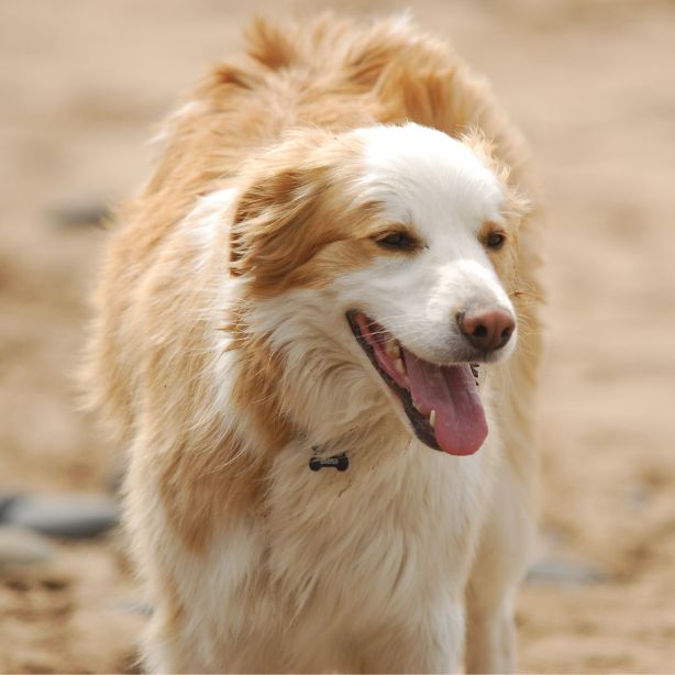 Border Collie