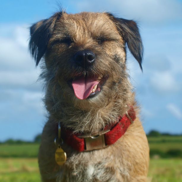 Border Terrier