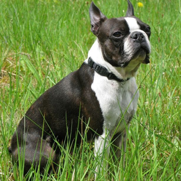 Boston Terrier