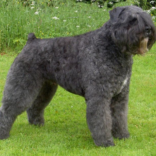 Bouvier des Flandres