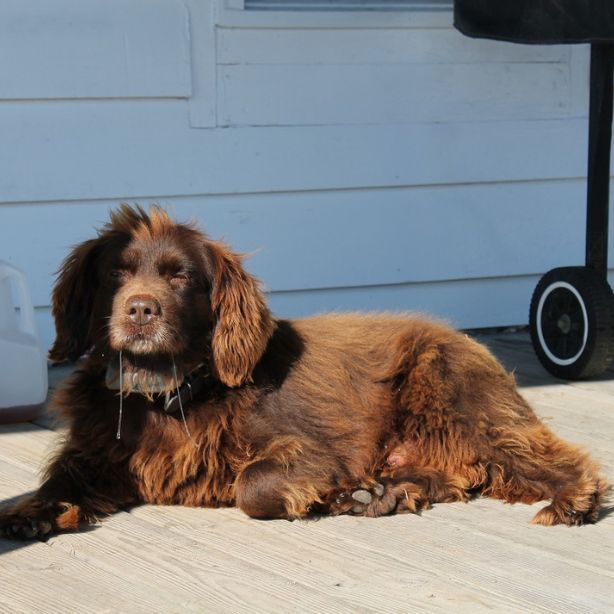 Boykin Spaniel