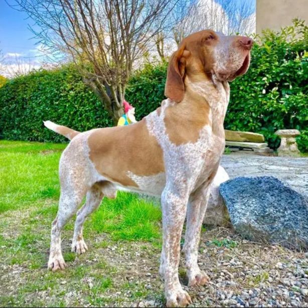 Bracco Italiano